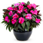 Infinity Blushing Lilac Impatiens Plant Flowering in Garden Planter