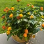 Luscious Citrus Blend Lantana customer photo