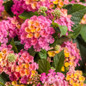 Luscious® Royale Cosmo Lantana Flowers and Foliage