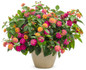 Luscious® Royale Cosmo Lantana in garden planter