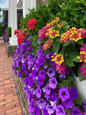 Luscious® Royale Cosmo Lantana in commercial planter box