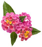 Luscious® Royale Cosmo Lantana flower petals and leaves