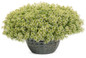 Moonlight Knight Sweet Alyssum Blooming in Garden Planter