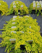 Golden Creeping Jenny in pot