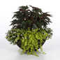 Goldilocks Creeping Jenny in Annual Combo Bowl Planter
