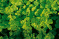 Goldilocks Creeping Jenny Leaves