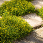 GoldDust® Mecardonia Growing Between Stepping Stones