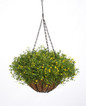 GoldDust® Mecardonia in Hanging Basket