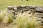 Mexican Feather Grass Planted in a Row By Retaining Wal