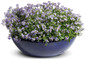 Bluebird Nemesia in Bowl Planter