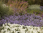 Bluebird Nemesia Mass Planting