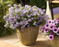 Bluebird Nemesia in Decorative Planter