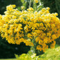 Large Sunsatia® Lemon Nemesia Plants in Hanging Basket
