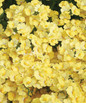 Sunsatia® Lemon Nemesia Flowers
