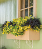 Sunsatia® Lemon Nemesia in mixed annual window planter