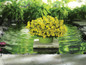 Sunsatia® Lemon Nemesia next to pond