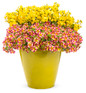 Sunsatia® Lemon Nemesia in mixed annual decorative pot