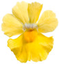 Sunsatia® Lemon Nemesia Flower Petals