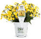 Sunsatia® Lemon Nemesia in Proven Winners Pot