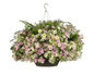 Kimberley Queen Fern in mixed annual combo hanging basket