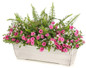 Kimberley Queen Fern in mixed annual deck box planter