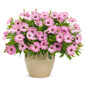 Bright Lights Pink African Daisy Plant Blooming in Garden Planter