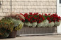Boldly® Dark Red Geranium planted in a row in commercial planters