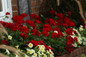 Boldly® Dark Red Geranium in landscaping mass planted