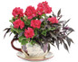 Boldly® Dark Red Geranium plant in decorative tea pot planter