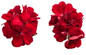 Boldly® Dark Red Geranium Flower Petals