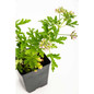 Citronella Mosquito Plant in pot