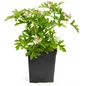Citronella Mosquito Plant iQT black pot