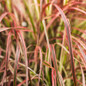 Graceful Grasses Fireworks Variegated Red Fountain Grass Blades Leaves Close Up