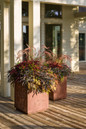 Graceful Grasses Fireworks Variegated Red Fountain Grass in Mixed Annual Patio Planters