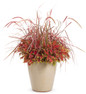 Graceful Grasses Fireworks Variegated Red Fountain Grass in Mixed Annual Planter