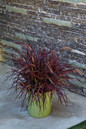 Graceful Grasses Fireworks Variegated Red Fountain Grass in Entryway Pot
