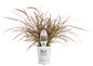 Graceful Grasses Fireworks Variegated Red Fountain Grass in Proven Winners Pot