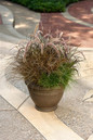 Graceful Grasses® Purple Fountain Grass in patio planter