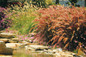 Large Graceful Grasses® Purple Fountain Grass Plants Growing Next to the pond