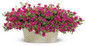 Supertunia Mini Vista Sangria Petunia in Decorative Planter