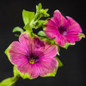 Supertunia Picasso in Purple Petunia Flowers Close Up