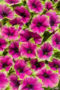 Supertunia Picasso in Purple Petunia Flowers