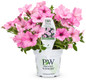 Supertunia Vista Bubblegum Petunia in Proven Winners Pot