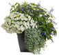 Supertunia Vista Snowdrift Petunia in Mixed Annual Combo Planter