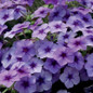 Intensia® Blueberry Phlox Flowers