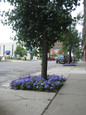 Intensia® Blueberry Phlox Growing Under Tree next to sidewalk