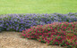 Intensia® Blueberry Phlox as Garden Border