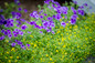 Intensia® Blueberry Phlox Planted in a Row