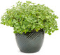 Proven Accents® Cerveza 'n Lime® Plectranthus in decorative pot