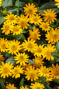 Sunbini® Creeping Zinnia Flowers and Foliage